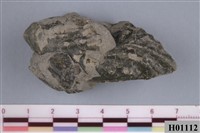 藏品(障泥蛤類)的圖片